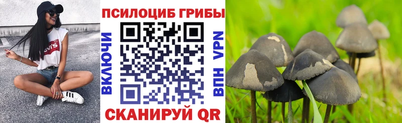 Псилоцибиновые грибы Psilocybine cubensis  Калач-на-Дону 